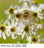 Поповник щитковый (Pyrethrum corymbosum) Стоковое фото, фотограф Евгений Мухортов / Фотобанк Лори