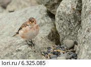 Пуночка (лат. Plectrophenax nivalis) Стоковое фото, фотограф Овчинникова Ирина / Фотобанк Лори