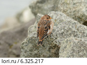 Пуночка (лат. Plectrophenax nivalis) Стоковое фото, фотограф Овчинникова Ирина / Фотобанк Лори