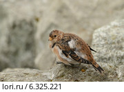 Пуночка (лат. Plectrophenax nivalis) Стоковое фото, фотограф Овчинникова Ирина / Фотобанк Лори