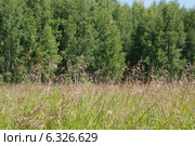 Поле и лес. Стоковое фото, фотограф Мария Ходарева / Фотобанк Лори