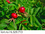 Плоды шиповника (лат. Rosa) Стоковое фото, фотограф Сергей Трофименко / Фотобанк Лори