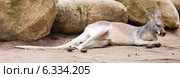 Red kangaroo lying on ground. Стоковое фото, фотограф Яков Филимонов / Фотобанк Лори