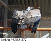 Белоголовый сип (лат. Gyps fulvus) (2014 год). Стоковое фото, фотограф Анна Мишина / Фотобанк Лори