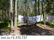 Развешенное стиранное постельное белье в лесу. Стоковое фото, фотограф Михаил Рыбачек / Фотобанк Лори
