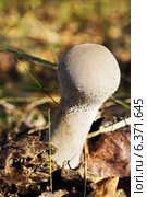Гриб Дождевик (Lycoperdon perlatum) в осеннем лесу. Стоковое фото, фотограф ElenArt / Фотобанк Лори