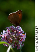Butterfly on a buddleia bush. Стоковое фото, агентство Ingram Publishing / Фотобанк Лори