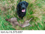 A hunting dog with two dead pheasants on the ground. Стоковое фото, агентство Ingram Publishing / Фотобанк Лори