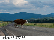 Корова переходит автомобильную дорогу. Стоковое фото, фотограф Антон Афанасьев / Фотобанк Лори
