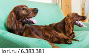 Two Irish Setters resting on sofa. Стоковое фото, фотограф Яков Филимонов / Фотобанк Лори