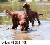 Red Irish Setters standing at river. Стоковое фото, фотограф Яков Филимонов / Фотобанк Лори