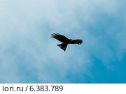 A kite flying with a clear blue sky. Стоковое фото, агентство Ingram Publishing / Фотобанк Лори