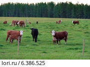 Cattle grazing in a pasture, Northern Alberta, Alberta, Canada. Стоковое фото, агентство Ingram Publishing / Фотобанк Лори