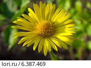 Дороникум (лат. Doronicum) крупным планом. Стоковое фото, фотограф Елена Коромыслова / Фотобанк Лори