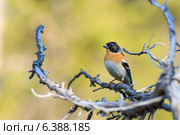Юрок, Fringilla montifringilla, Brambling. Стоковое фото, фотограф Василий Вишневский / Фотобанк Лори