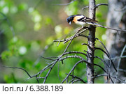 Юрок, Fringilla montifringilla, Brambling. Стоковое фото, фотограф Василий Вишневский / Фотобанк Лори