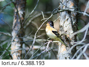 Юрок, Fringilla montifringilla, Brambling. Стоковое фото, фотограф Василий Вишневский / Фотобанк Лори