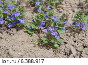 Будра плющевидная, кошачья мята (лат. Glechoma hederacea) Стоковое фото, фотограф Елена Коромыслова / Фотобанк Лори