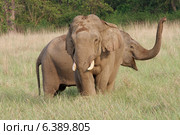Asian elephants courting. Стоковое фото, агентство Ingram Publishing / Фотобанк Лори