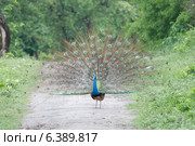 Peacock dancing. Стоковое фото, агентство Ingram Publishing / Фотобанк Лори