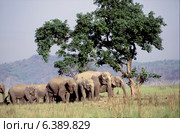 Asian elephant family herd. Стоковое фото, агентство Ingram Publishing / Фотобанк Лори