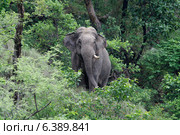 One tusked asian elephant male. Стоковое фото, агентство Ingram Publishing / Фотобанк Лори