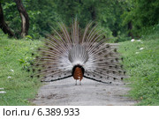 Peacock dancing. Стоковое фото, агентство Ingram Publishing / Фотобанк Лори