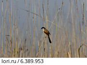 Long tailed shrike on grass stem. Стоковое фото, агентство Ingram Publishing / Фотобанк Лори