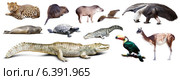 Set of spectacled caiman and other animals of South America. Стоковое фото, фотограф Яков Филимонов / Фотобанк Лори