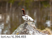 Куропатка белая, Lagopus lagopus, Willow ptarmigan. Стоковое фото, фотограф Василий Вишневский / Фотобанк Лори