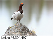 Куропатка белая, Lagopus lagopus, Willow ptarmigan. Стоковое фото, фотограф Василий Вишневский / Фотобанк Лори