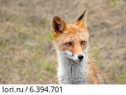 Портрет худого, промокшего лиса (Vulpes vulpes) Владивосток. Стоковое фото, фотограф Некрасов Андрей / Фотобанк Лори