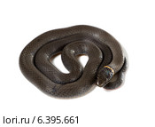 Точечная ошейниковая змея  (Diadophis punctatus Arnyi) изолировано на белом фоне. Стоковое фото, фотограф Ирина Кожемякина / Фотобанк Лори