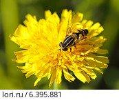 Helophilus pendulus, семейство мухи журчалки (Syrphidae) на цветке одуванчика крупным планом. Стоковое фото, фотограф Григорий Писоцкий / Фотобанк Лори