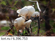 Eurasian Spoonbil in nest. Стоковое фото, фотограф Яков Филимонов / Фотобанк Лори