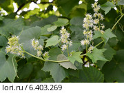 Цветущий эхиноцистис лопастный, колючеплодник дольчатый  (Echinocystis lobata  (Michx.) Torr. et A.Gray) Стоковое фото, фотограф Ирина Борсученко / Фотобанк Лори