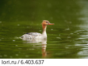 Крохаль длинноносый, Mergus serrator, Red-breasted Merganser. Стоковое фото, фотограф Василий Вишневский / Фотобанк Лори