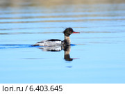 Крохаль длинноносый, Mergus serrator, Red-breasted Merganser. Стоковое фото, фотограф Василий Вишневский / Фотобанк Лори