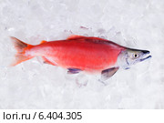 Лосось кокани (Oncorhynchus nerka) в нерестовой окраске. На колотом льду. Стоковое фото, фотограф Ирина Кожемякина / Фотобанк Лори