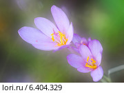 Розовый цветок Зефирантес. Стоковое фото, фотограф Elena Odareeva / Фотобанк Лори