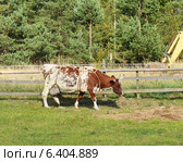 Породистая корова на молочной ферме. Стоковое фото, фотограф Валерия Попова / Фотобанк Лори