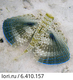Closeup of a Flying Gurnard (Dactylopterus volitans) underwater, Utila Island, Bay Islands, Honduras. Стоковое фото, агентство Ingram Publishing / Фотобанк Лори