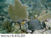 French Angelfish (Pomacanthus paru) swimming underwater, Utila Island, Bay Islands, Honduras. Стоковое фото, агентство Ingram Publishing / Фотобанк Лори