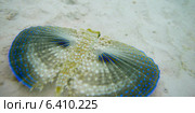 Closeup of a Flying Gurnard (Dactylopterus volitans) underwater, Utila Island, Bay Islands, Honduras. Стоковое фото, агентство Ingram Publishing / Фотобанк Лори