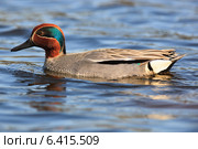 Чирок-свистунок, Anas crecca, Common Teal. Стоковое фото, фотограф Василий Вишневский / Фотобанк Лори