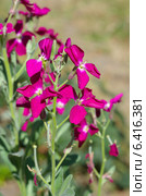 Маттиола двурогая, или левкой (лат. Matthiola bicornis) Стоковое фото, фотограф Елена Коромыслова / Фотобанк Лори