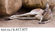 Red kangaroo lying on ground. Стоковое фото, фотограф Яков Филимонов / Фотобанк Лори