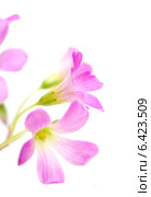 Розовые цветы Oxalis corymbosa (Кислица щитковидная) Стоковое фото, фотограф Tamara Kulikova / Фотобанк Лори