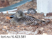 Гага обыкновенная, Somateria molissima, Common Eider. Стоковое фото, фотограф Василий Вишневский / Фотобанк Лори