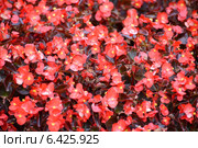 Бегония вечноцветущая (Begonia semperflorens Link & Otto), фон. Стоковое фото, фотограф Ирина Борсученко / Фотобанк Лори